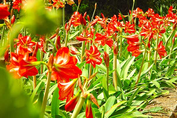 Botanical Garden of Cienfuegos
