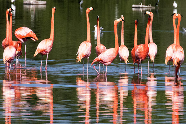 Guanaroca Lagoon